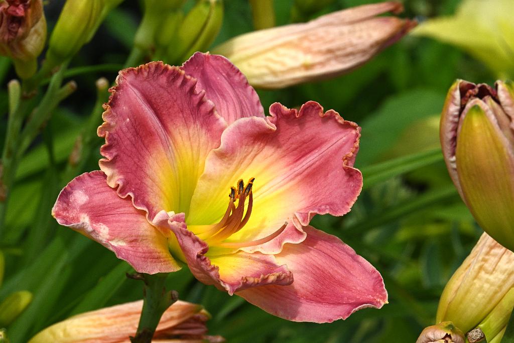2025-07119516 Tower Hill Botanic Garden, MA.JPG - Daylily. New England Botanic Garden at Tower Hill, MA, 7-11-2025